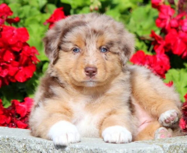 Australian Shepherd