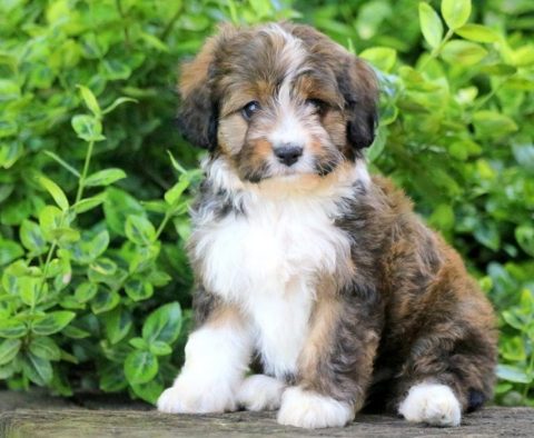 Australian Shepherd Mix