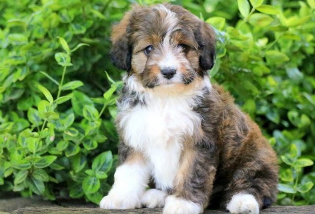 australian shepherd mix puppies for sale