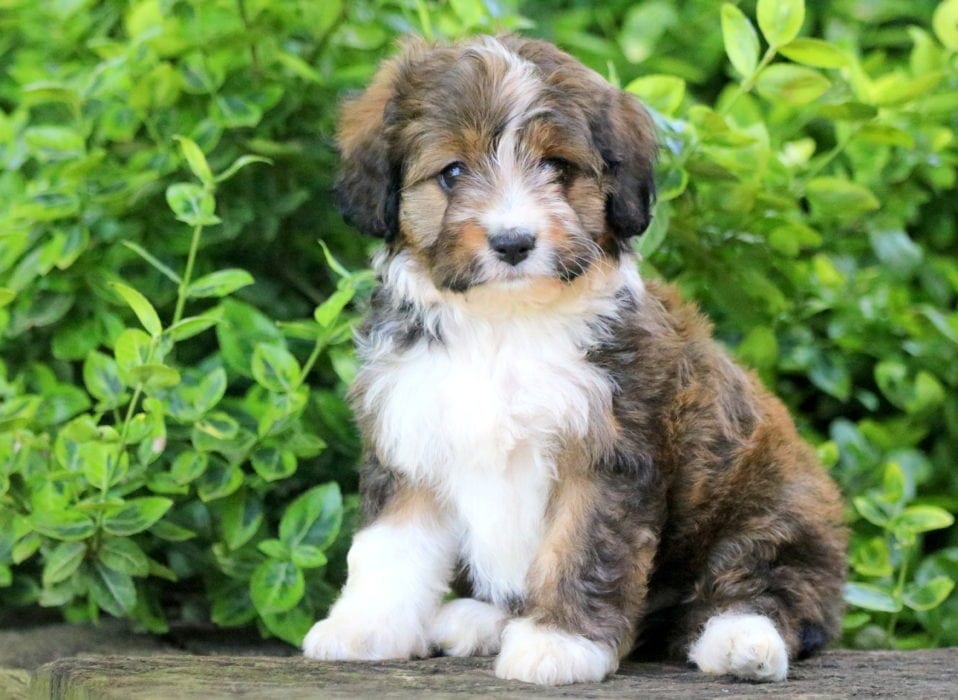 shepherd maltese mix