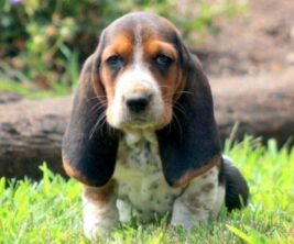 Basset Hound