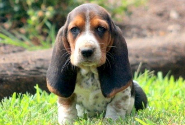 Basset-Hound-1.jpg