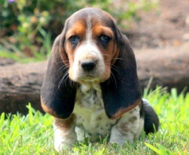 basset hound and bloodhound