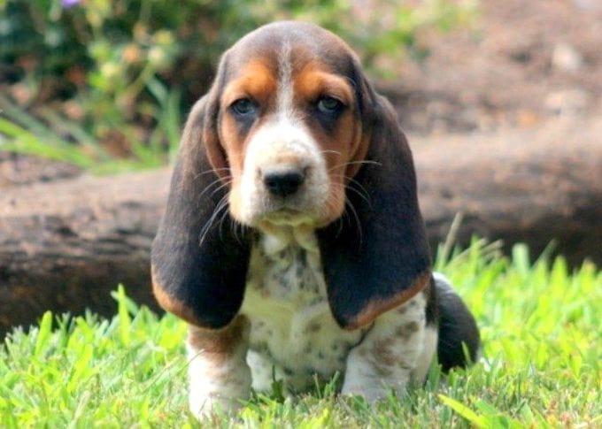 basset mix puppies for sale