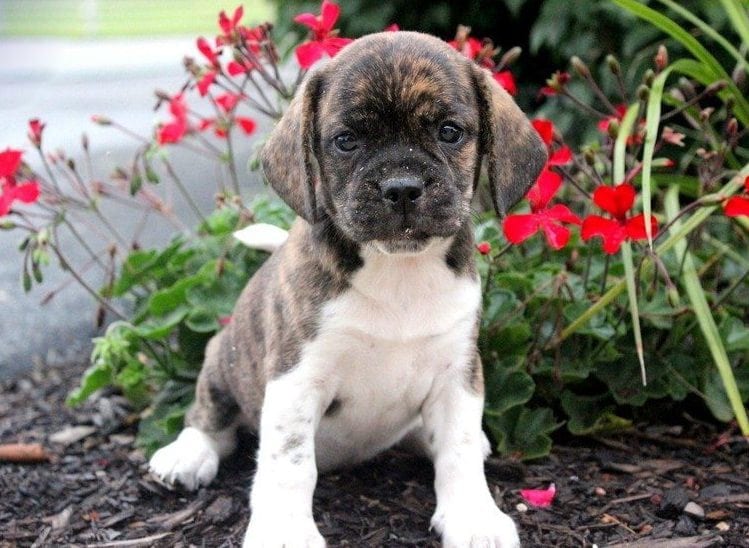 beabull puppies for sale near me