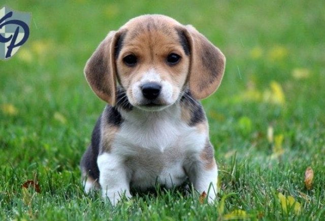 Cute Beagle Puppies For Sale Near Me Cheap