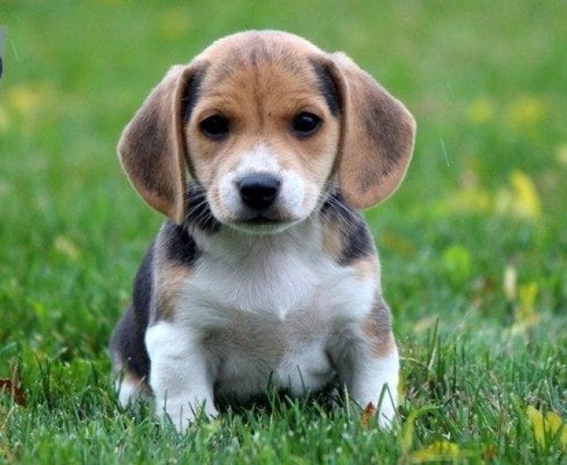 vizsla beagle mix puppies