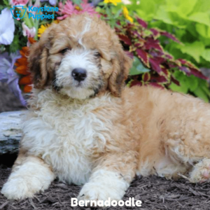 Bernadoodle-Dog-healthy-responsibly-bred-Pennsylvania