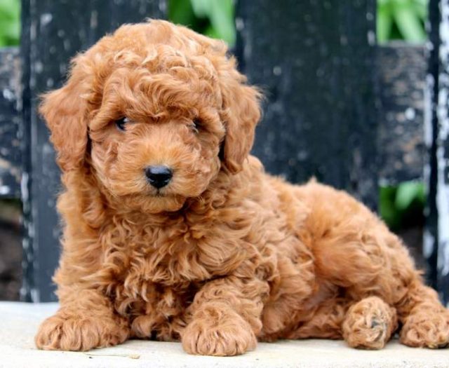 mini french poodle