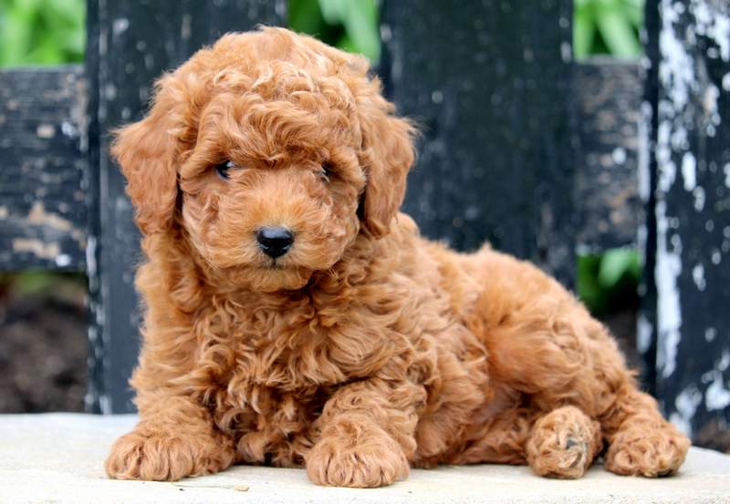 poochon puppies for sale