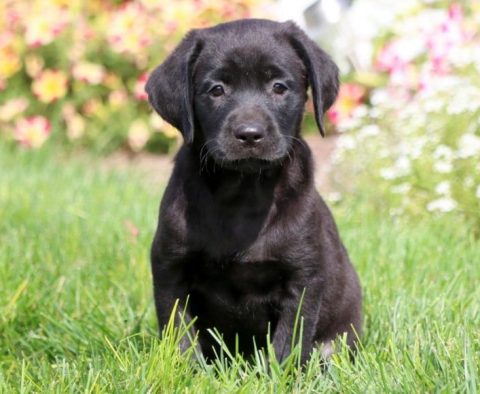 Black Lab