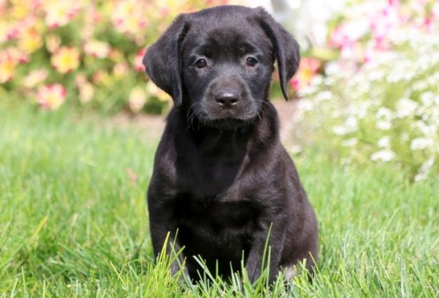 black lab puppies for sale