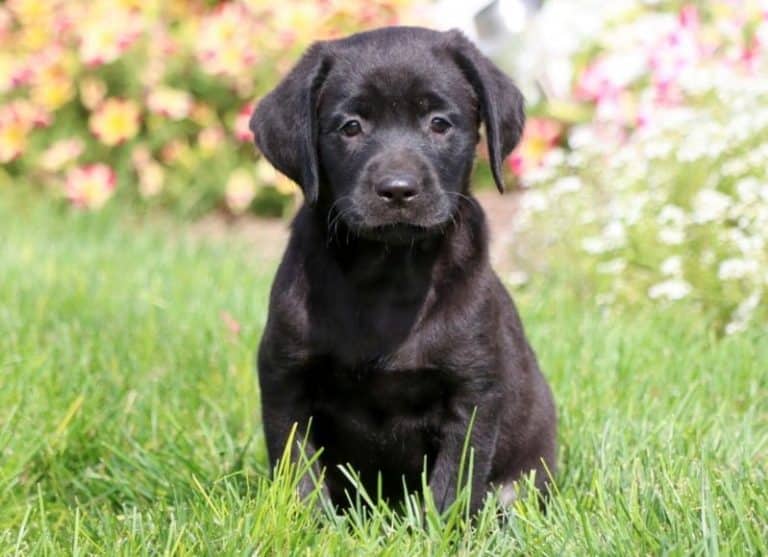 Labradane Puppies For Sale | Puppy Adoption | Keystone Puppies