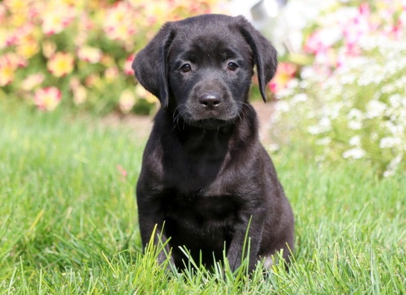 american black labrador