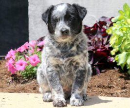 Australian Cattle Dog - Blue Heeler