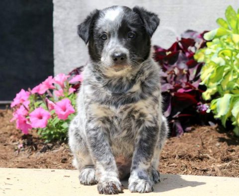 Australian Cattle Dog - Blue Heeler