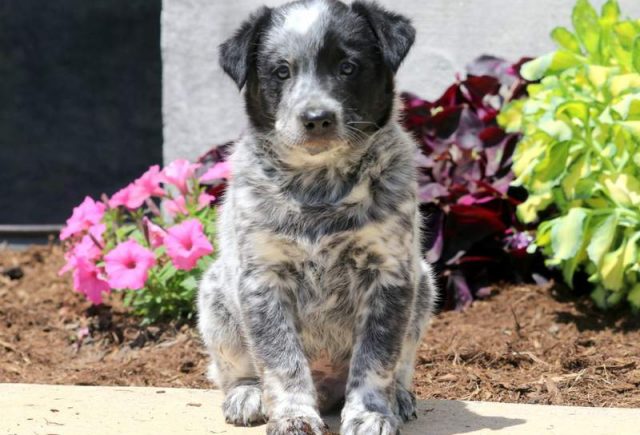 australian cattle dog blue heeler puppies for sale