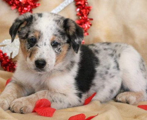 Australian Cattle Dog Mix