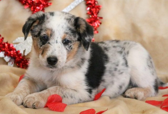 australian cattle dog puppies for sale