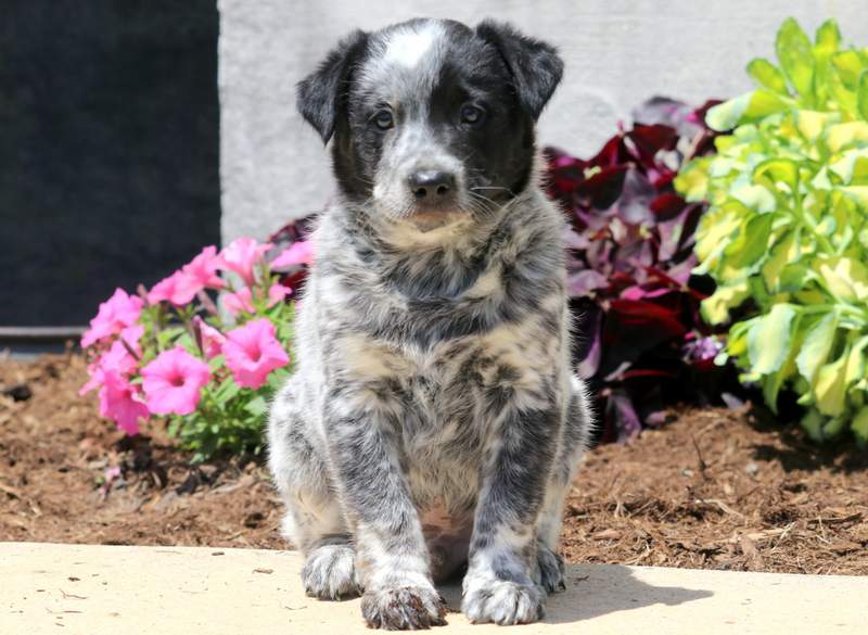 blue heeler toy poodle mix