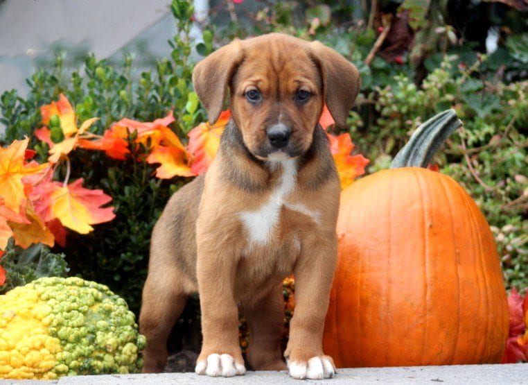 bichon frise boxer mix