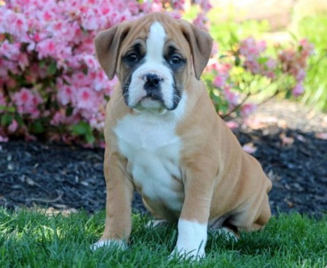 Adorable Husky Bulldog Mix Puppies