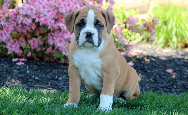 Bullboxer Puppies For Sale | Puppy 