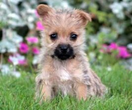 Cairn Terrier
