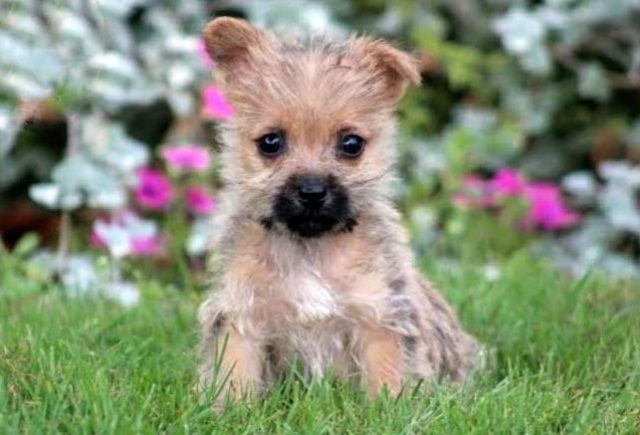 cairn terrier yorkie mix puppies for sale