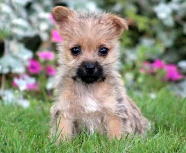 Cairn Terrier