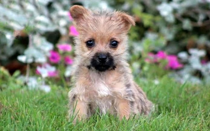 Cairn Terrier Jack Russell Mix For Sale