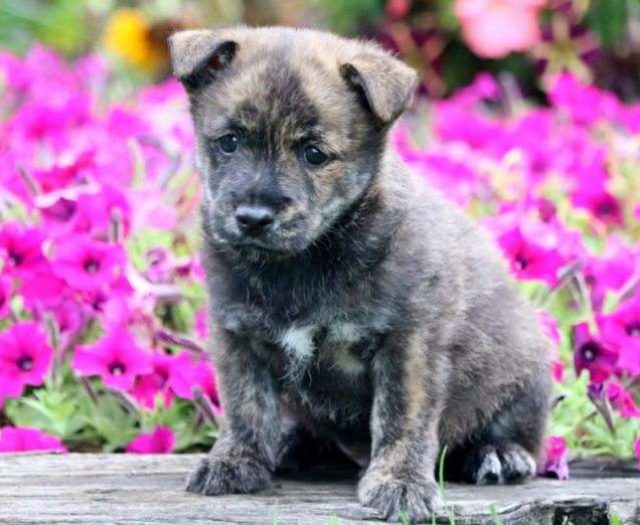 Cairn Terrier Mix