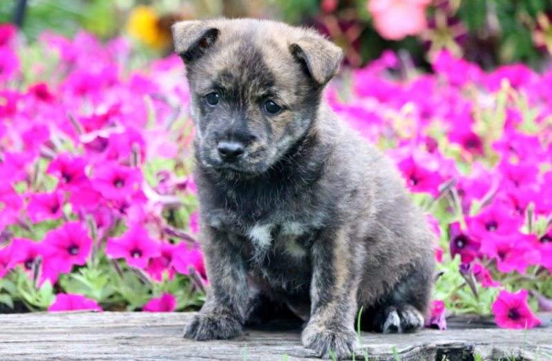 terrier cross puppies