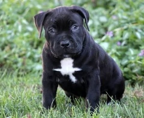 Cane Corso Mix