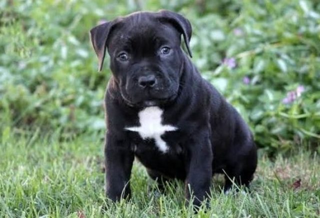 Funny Cane Corso Black Lab Mix Puppies