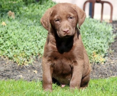 Chesapeake Bay Retriever