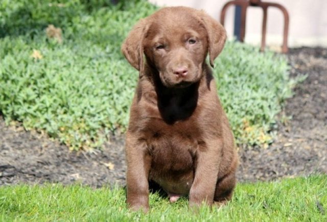 Chesapeake-Bay-Retriever-Category-e1519240639956.jpg