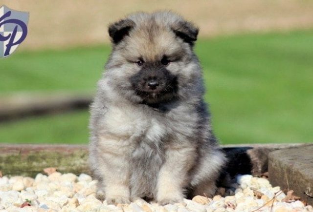 keeshond dog