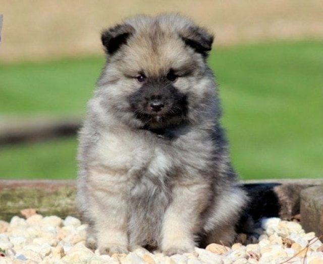 Keeshond chow mix puppies for best sale sale