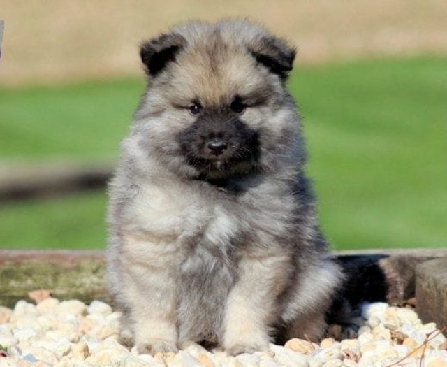 keeshond border collie mix