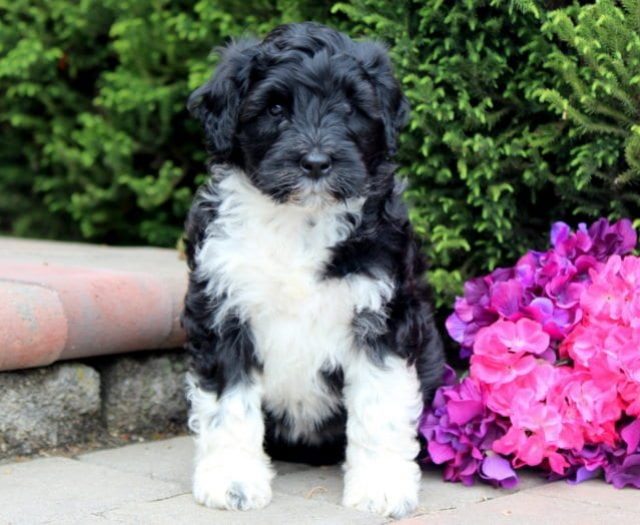 Portuguese Water Dog