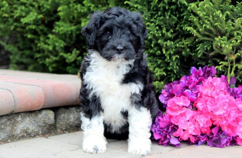 belgian water dog