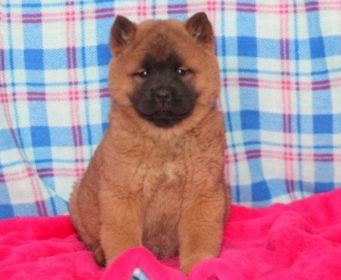 Chow Chow Mix