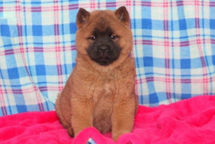 Chow Chow Mix Puppies For Sale | Puppy 