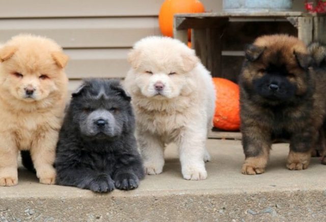 Chow-Chow-Puppies-e1519319074249.jpg