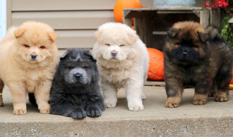 mixed chow chow puppies