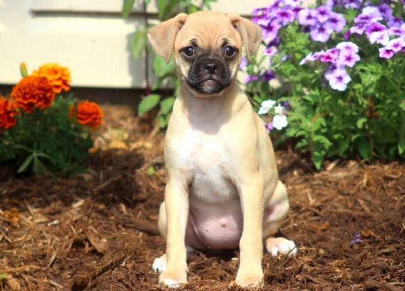 Chug Puppies For Sale | Puppy Adoption 