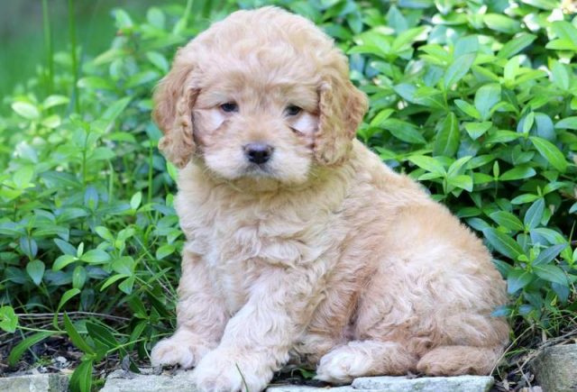 Cockapoo puppies for sale