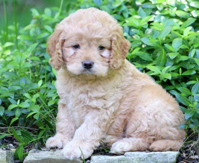 Cockapoo puppies for sale