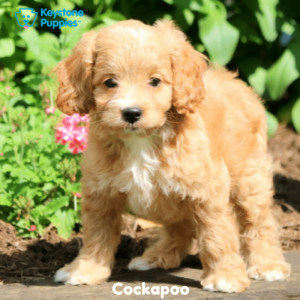 Cockapoo-Dog-healthy-responsibly-bred-Pennsylvania